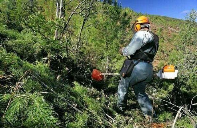 Ayudas para la limpieza de montes