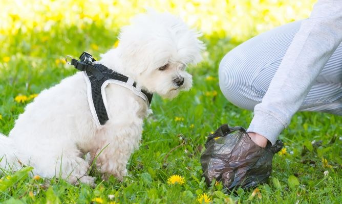 Bolsas para la recogida de cacas de perro disponibles en la Policía Municipal