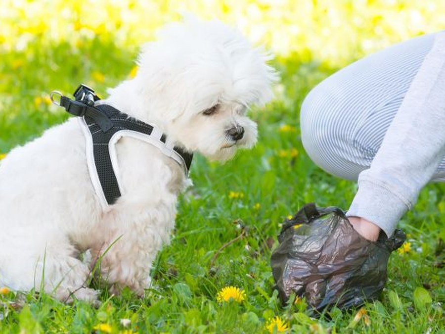 Bolsas para la recogida de cacas de perro disponibles en la Policía Municipal