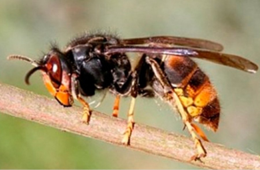 Campaña contra la avispa asiática Campaña contra la avispa asiática