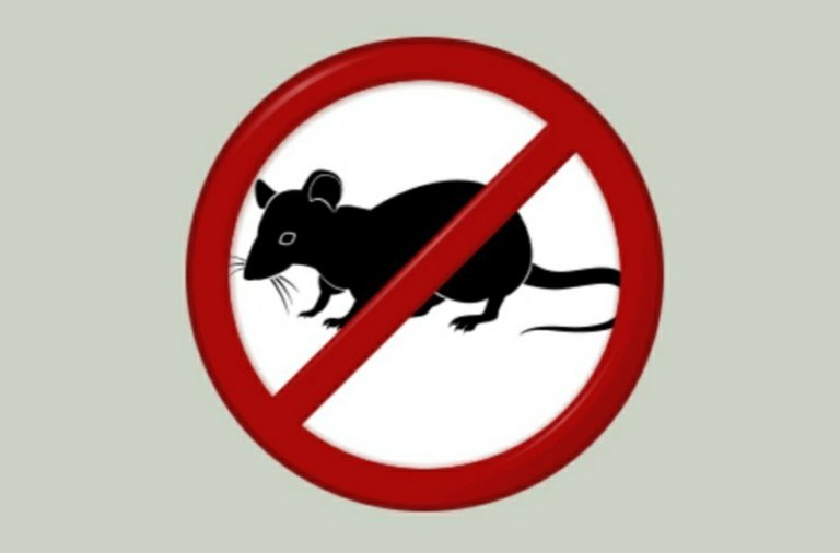 Campaña de desratización Campaña de desratización