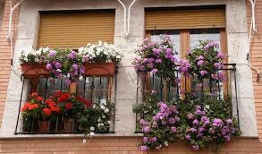 Concurso de Flores en Balcones y Ventanas Concurso de Flores en Balcones y Ventanas