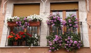 Concurso de Flores en Balcones y Ventanas