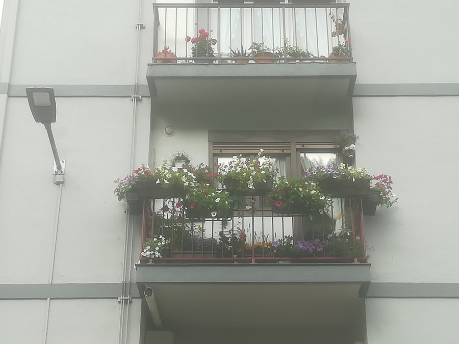 Concurso de flores en balcones y ventanas