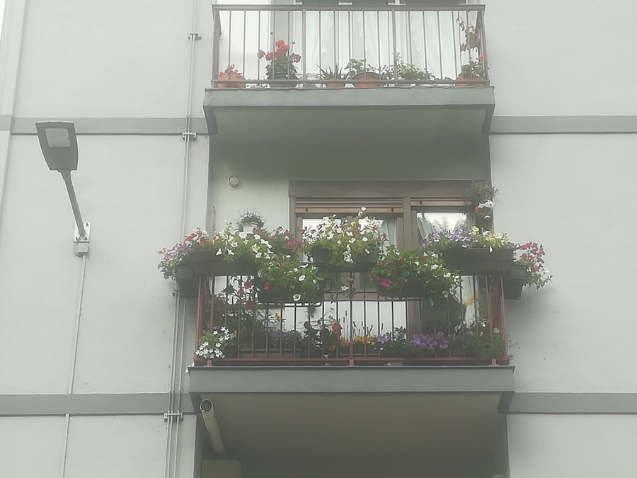 Concurso de flores en balcones y ventanas Concurso de flores en balcones y ventanas