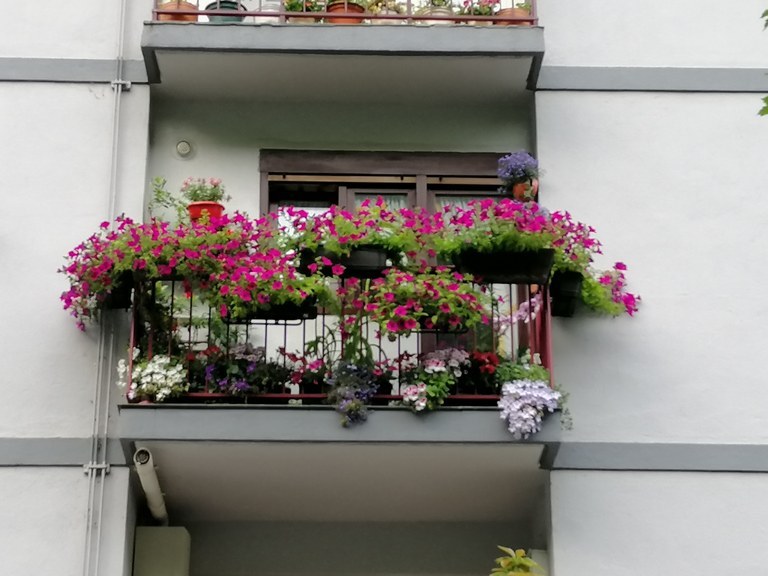 Concurso de flores en balcones y ventanas