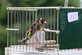 Concurso de pájaros cantores