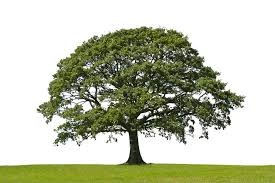 Día del Arbol Día del Arbol