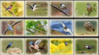 Exposición sobre las aves del Geoparque