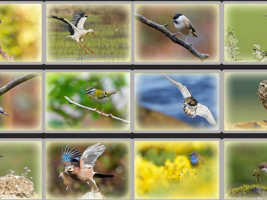 Exposición sobre las aves del Geoparque