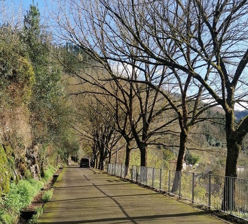 Los operarios han realizado labores de poda en las últimas semanas