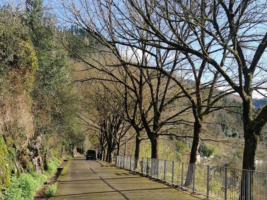 Los operarios han realizado labores de poda en las últimas semanas