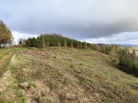 Nueva ayuda para la plantación de más árboles autóctonos