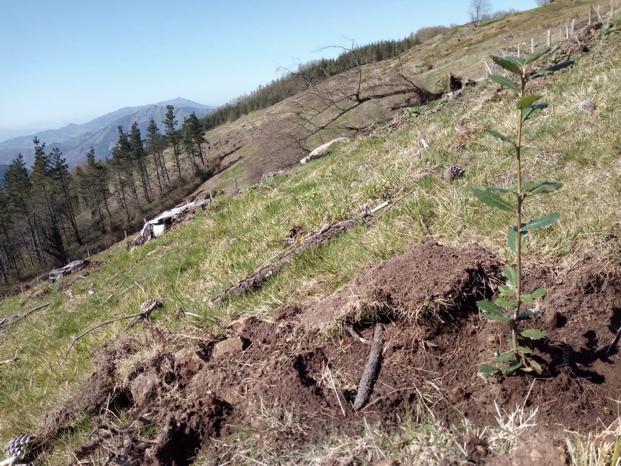 Plantación de árboles autóctonos