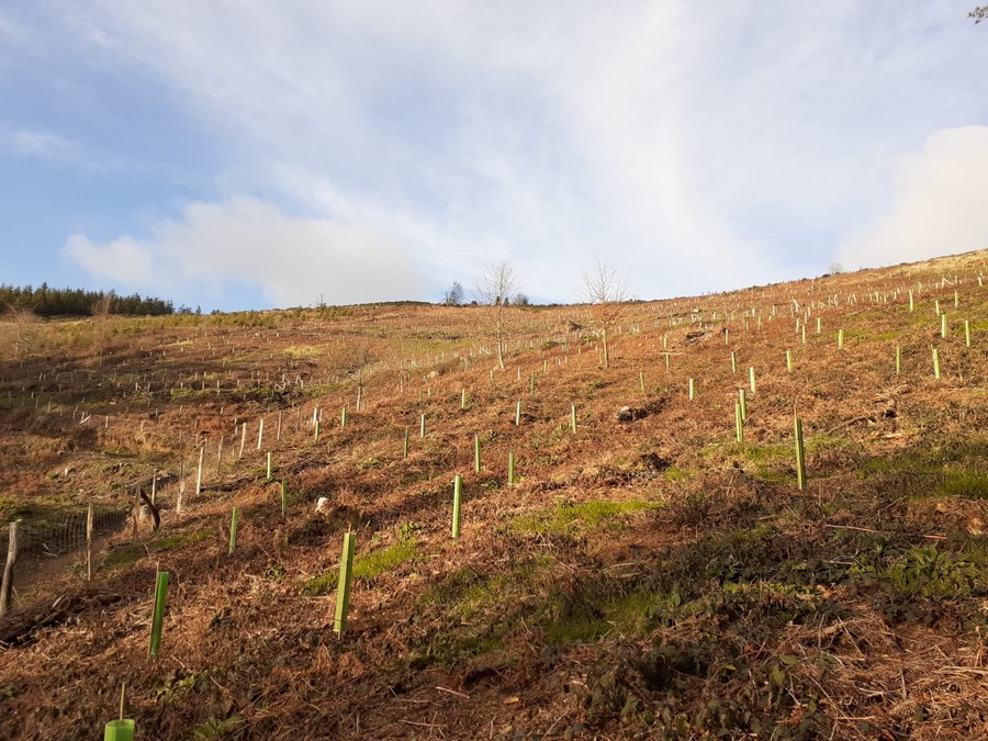 Plantación de árboles autoctonos