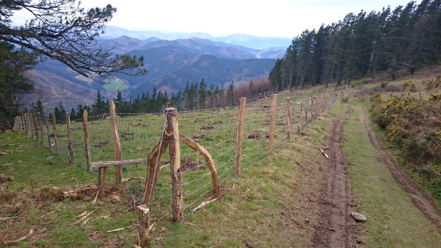 Plantación de árboles en mendigain Plantación de árboles en mendigain