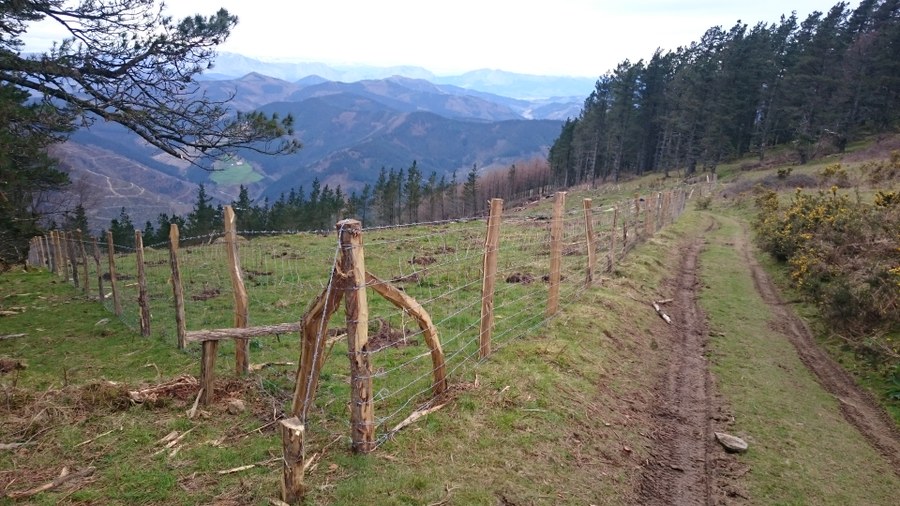 Plantación de árboles en mendigain