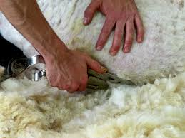 Recogida de lana de oveja