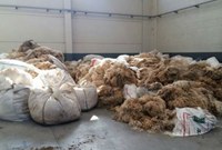 Recogida de lana en Debabarrena