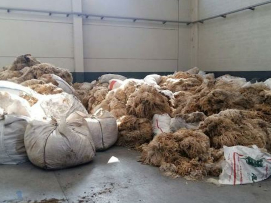 Recogida de lana en Debabarrena