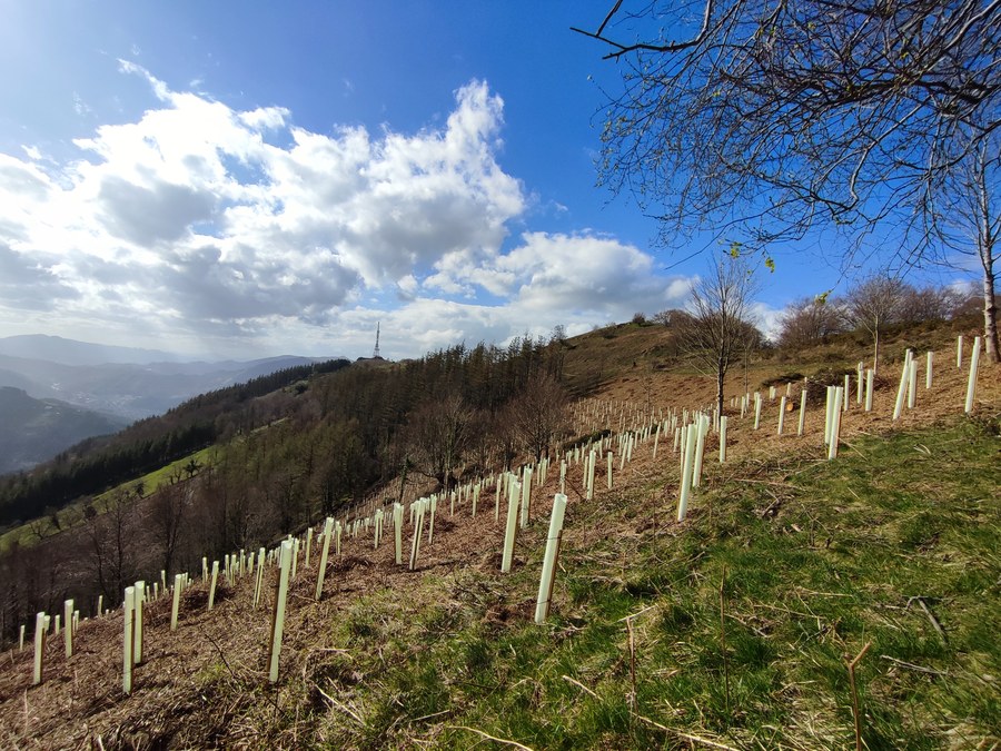 Se han plantado 1.100 árboles autóctonos en la parcela de Akilar