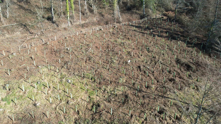 Video de las plantaciones de árboles en Muskiritzu