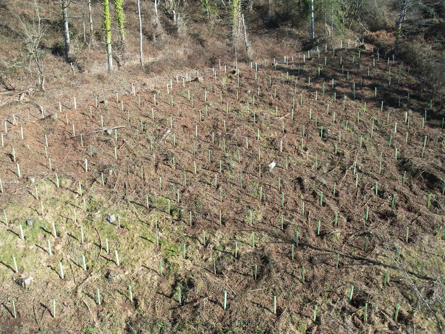 Video de las plantaciones de árboles en Muskiritzu